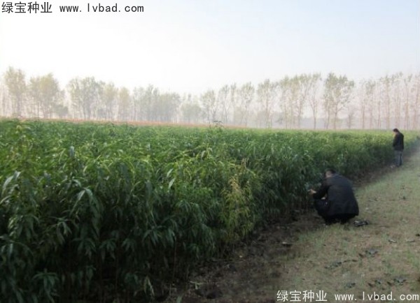 <a href='http://m.86255.cn/linmuzhongzi/1723.html' target='_blank'>桃樹種子</a>